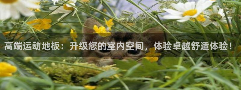球王会体育：高端运动地板：升级您的室内空间，体验卓越舒适体验！